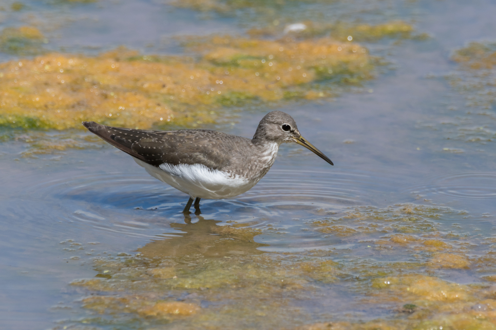 Recent Sightings 30th July - 5th August